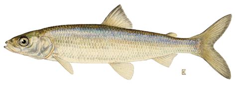 cisco fish|Cisco (Coregonus artedi) .